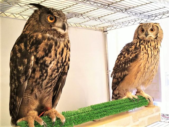 ユーラシア」と「ベンガル」の見分け方♪ : フクロウのみせblog