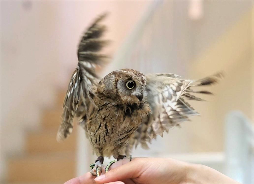 レア 羽ばたくフクロウさん フクロウのみせblog