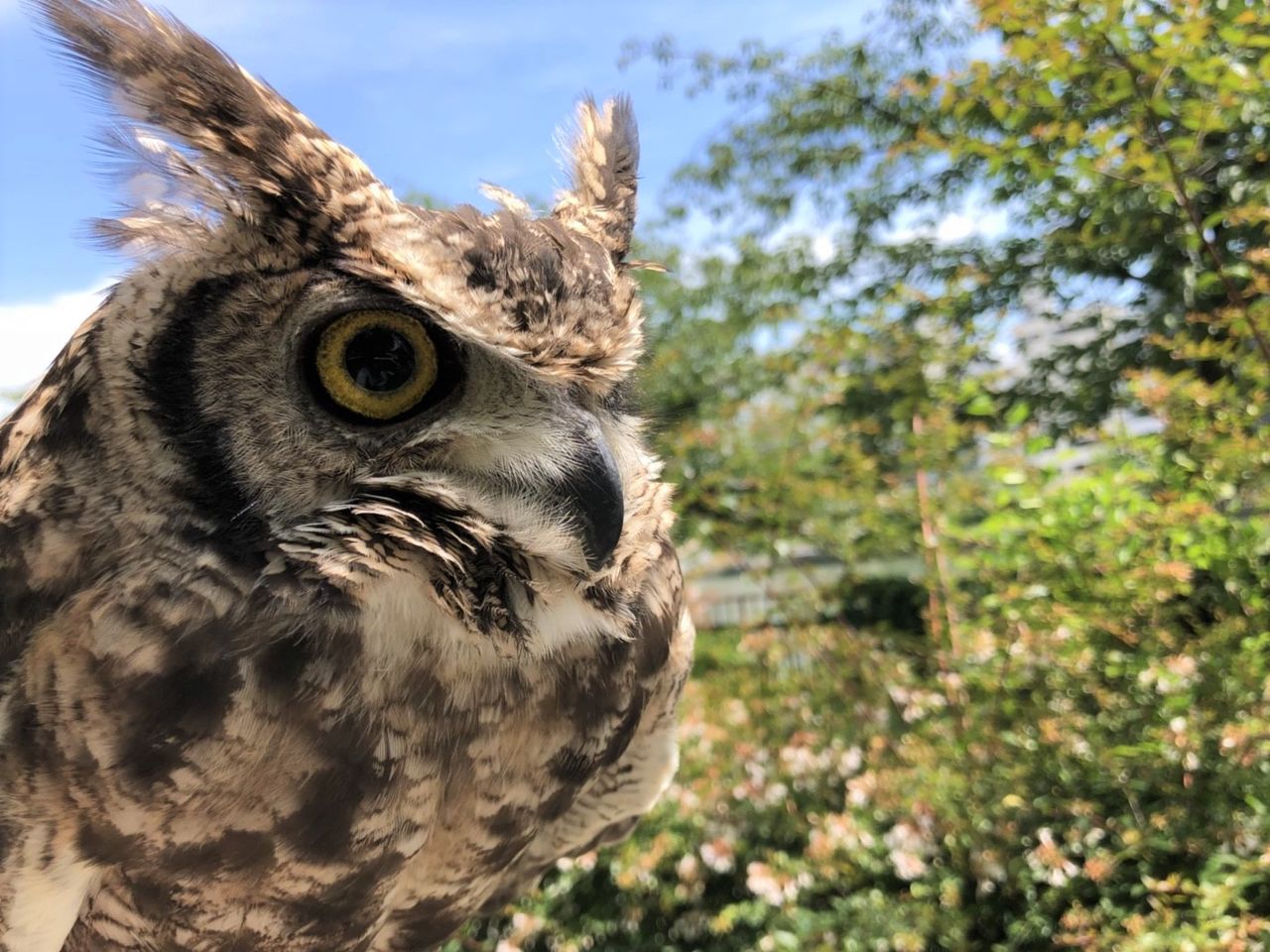 フクロウの耳ってどこにある フクロウのみせblog フクロウの耳ってどこにある フクロウのみせblog