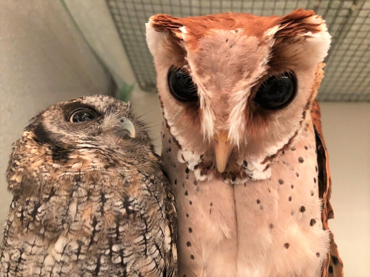 ミミズク と フクロウ 彡 フクロウのみせblog ミミズク と フクロウ 彡 フクロウのみせblog