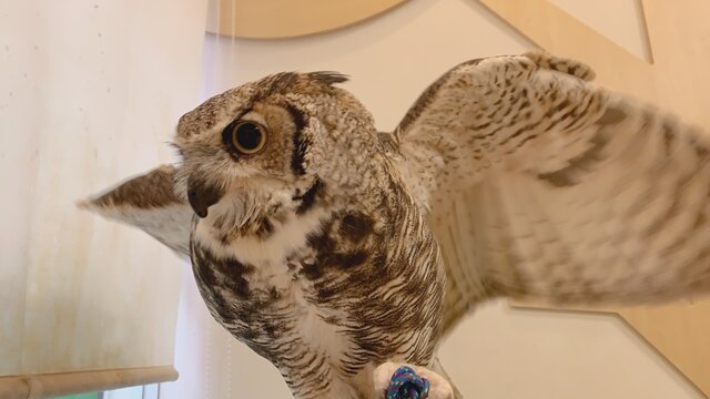 羽音がしない秘密 フクロウのみせblog 羽音がしない秘密 フクロウのみせblog