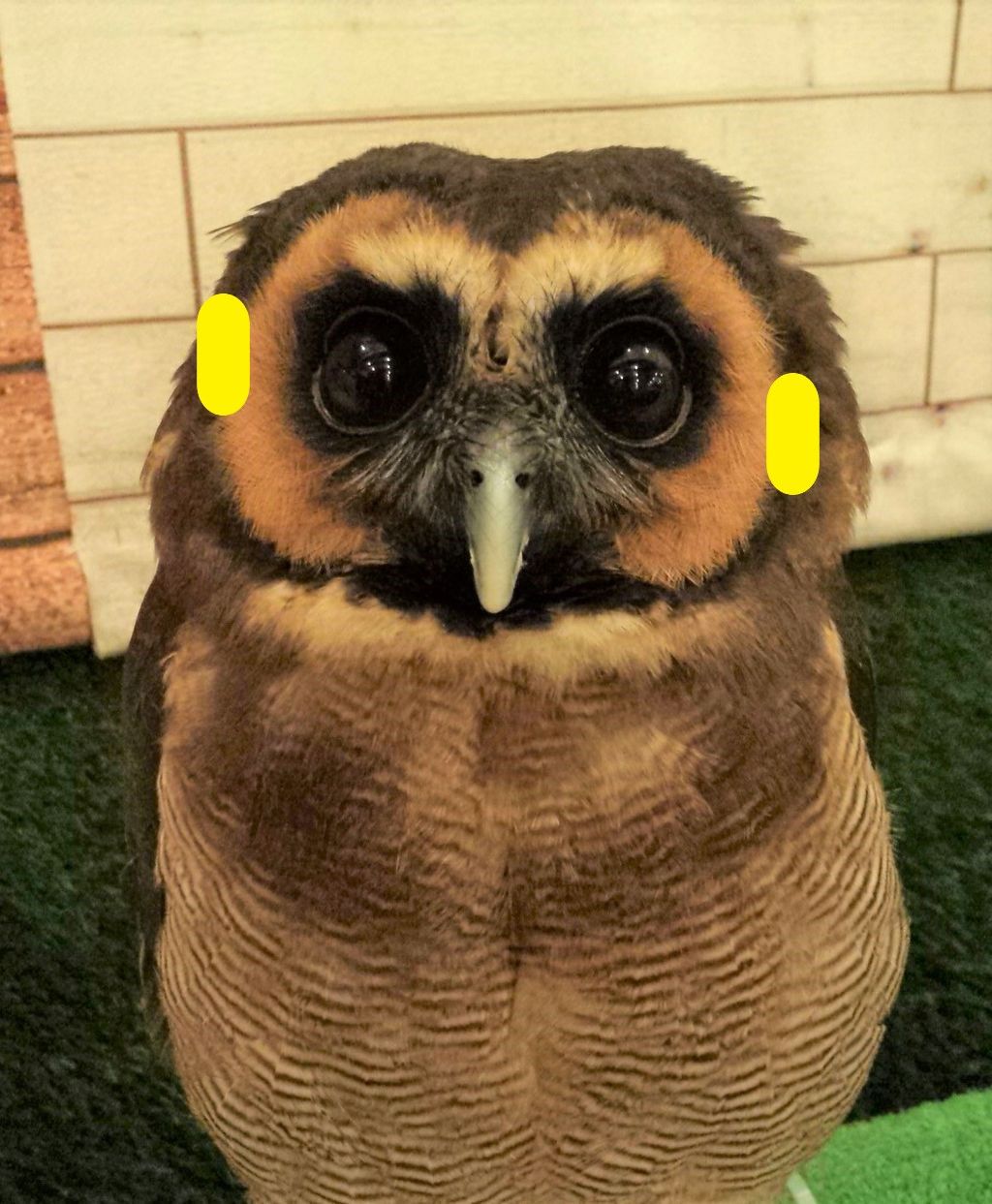 フクロウの耳ってどこにある フクロウのみせblog フクロウの耳ってどこにある フクロウのみせblog