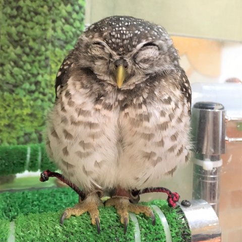 フクロウ の名前の由来って フクロウのみせblog