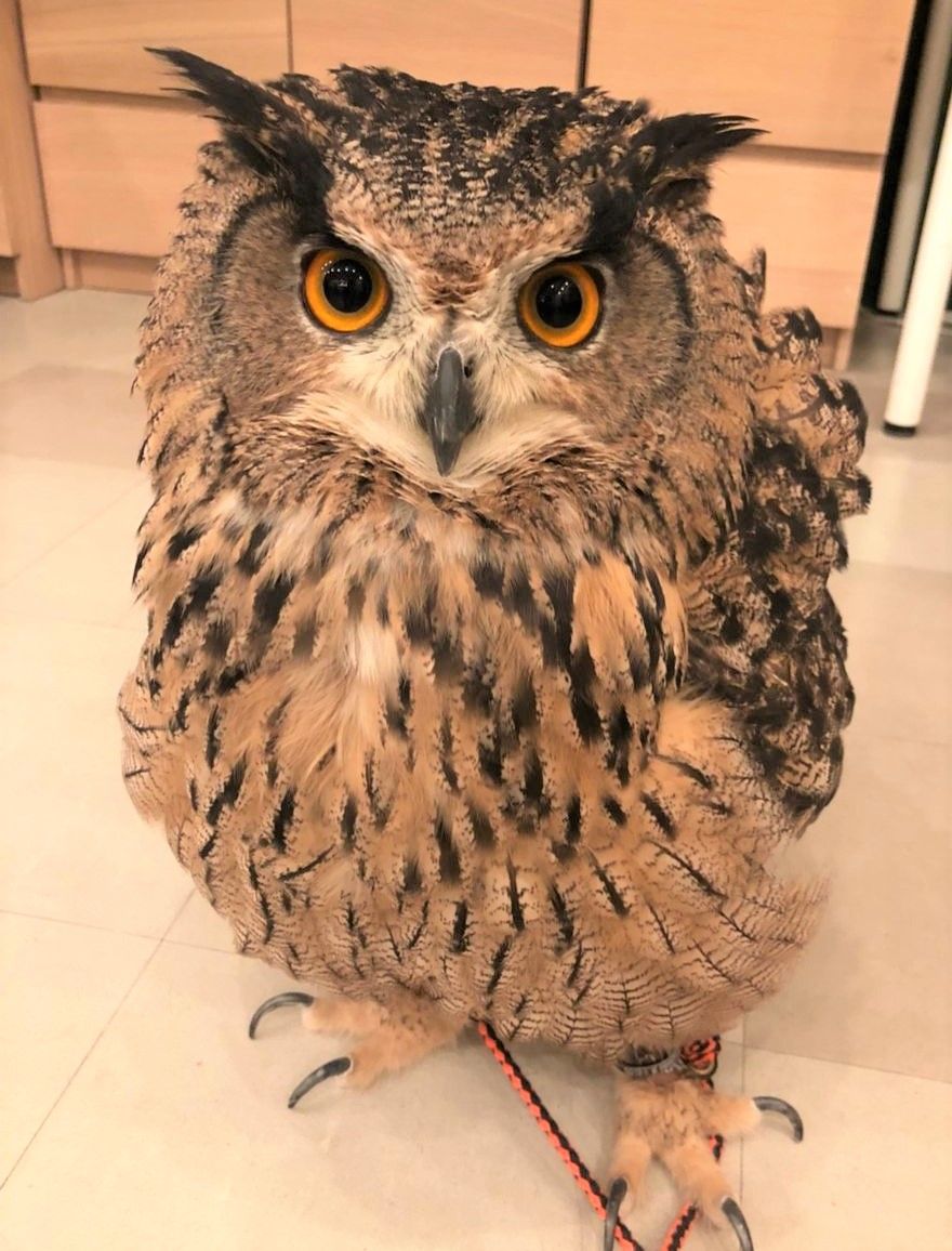 3羽のユーラシアワシミミズク フクロウのみせblog 3羽のユーラシアワシミミズク フクロウのみせblog