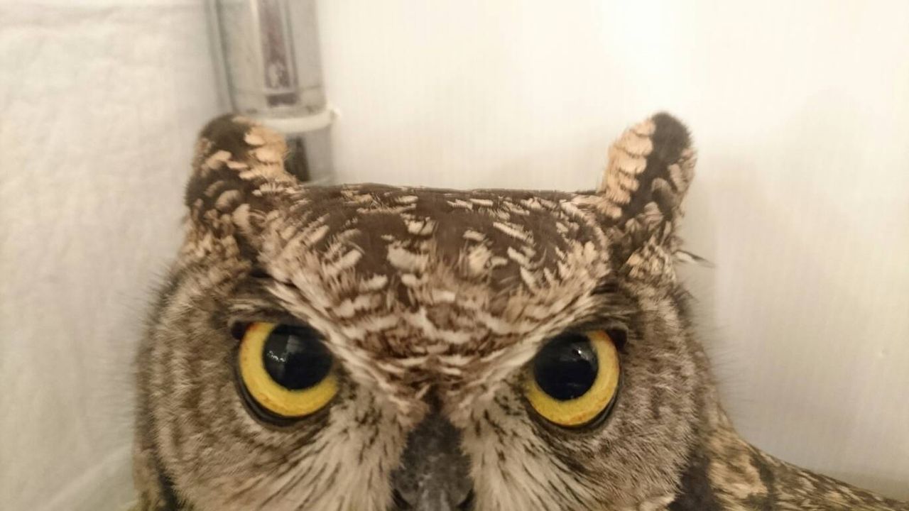 フクロウの耳ってどこにある フクロウのみせblog フクロウの耳ってどこにある フクロウのみせblog