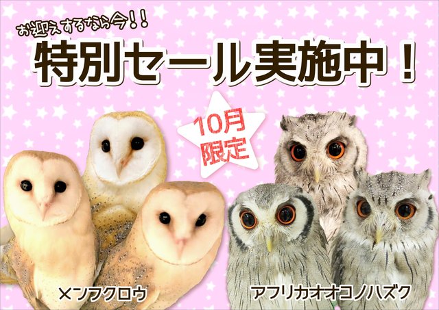 日本 に生息するフクロウさん フクロウのみせblog 日本 に生息するフクロウさん フクロウのみせblog