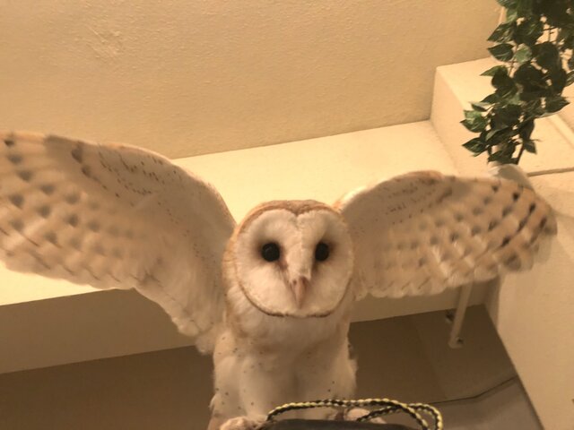 しるこがとっても可愛いんです フクロウのみせblog