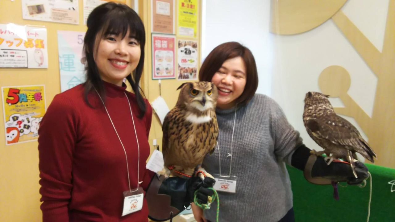 変顔担当 オオフクロウのおーちゃん フクロウのみせblog