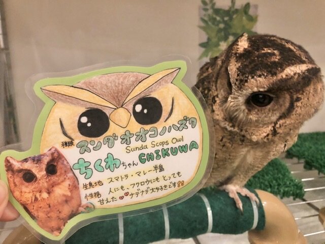 フクロウたちの名前の由来 フクロウのみせblog フクロウたちの名前の由来 フクロウのみせblog