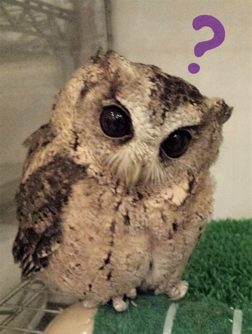 フクロウが「2羽」いる生活・・♪ : フクロウのみせblog フクロウが「2羽」いる生活・・♪ : フクロウのみせblog