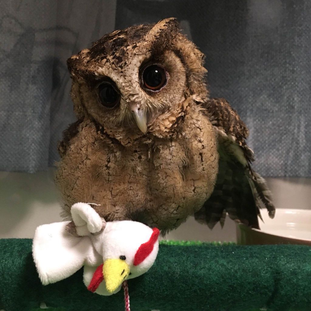 スンダオオコノハズクのこうめちゃん フクロウのみせblog スンダオオコノハズクのこうめちゃん フクロウのみせblog