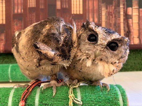 スンダオオコノハズクの ちくわ フクロウのみせblog スンダオオコノハズクの ちくわ フクロウのみせblog