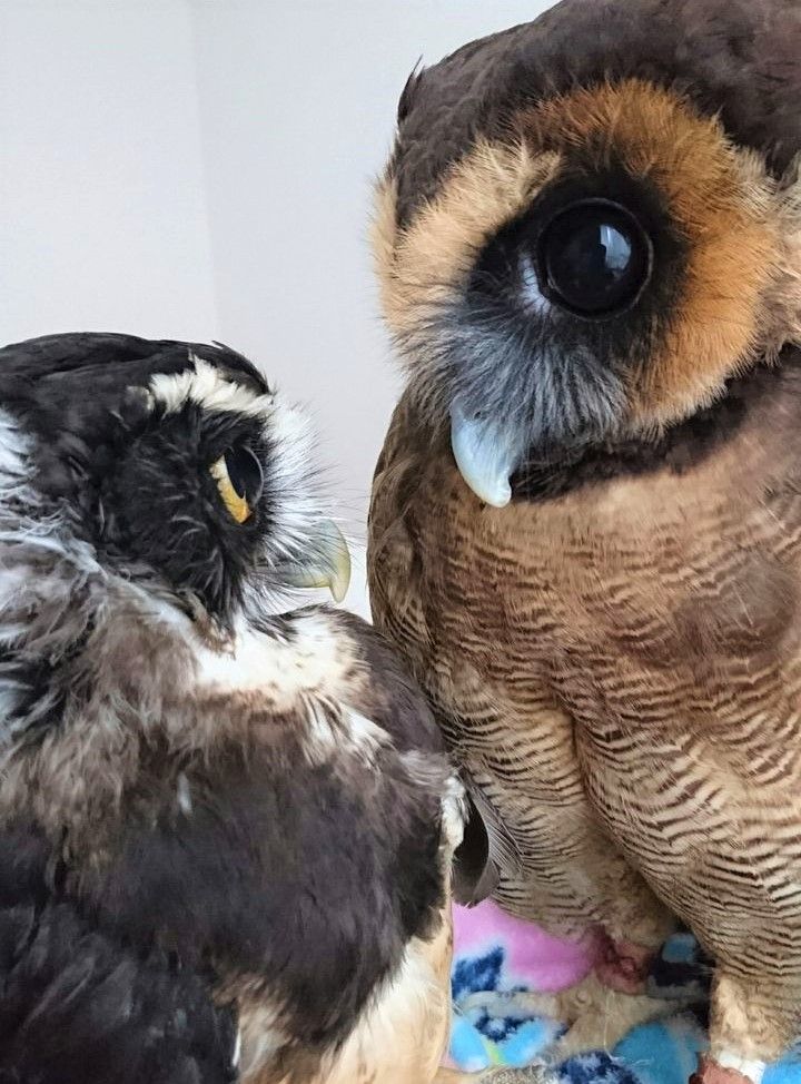 フクロウが「2羽」いる生活・・♪ : フクロウのみせblog