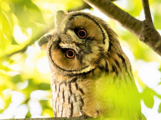 日本 に生息するフクロウさん フクロウのみせblog 日本 に生息するフクロウさん フクロウのみせblog