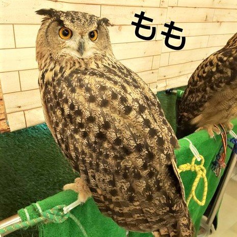 大阪本店のユーラシアワシミミズク達 フクロウのみせblog 大阪本店のユーラシアワシミミズク達 フクロウのみせblog