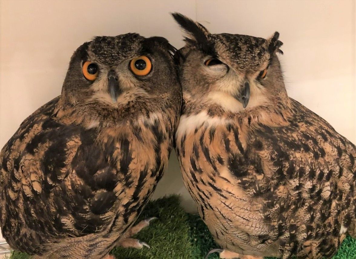 ふくろう夫婦 彡 フクロウのみせblog ふくろう夫婦 彡 フクロウのみせblog