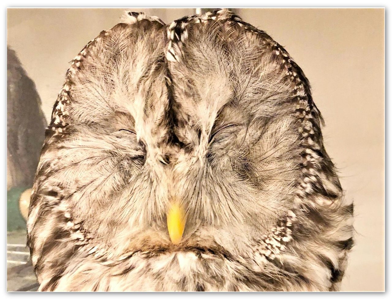 フクロウ写真館 おねむ フクロウのみせblog フクロウ写真館 おねむ フクロウのみせblog