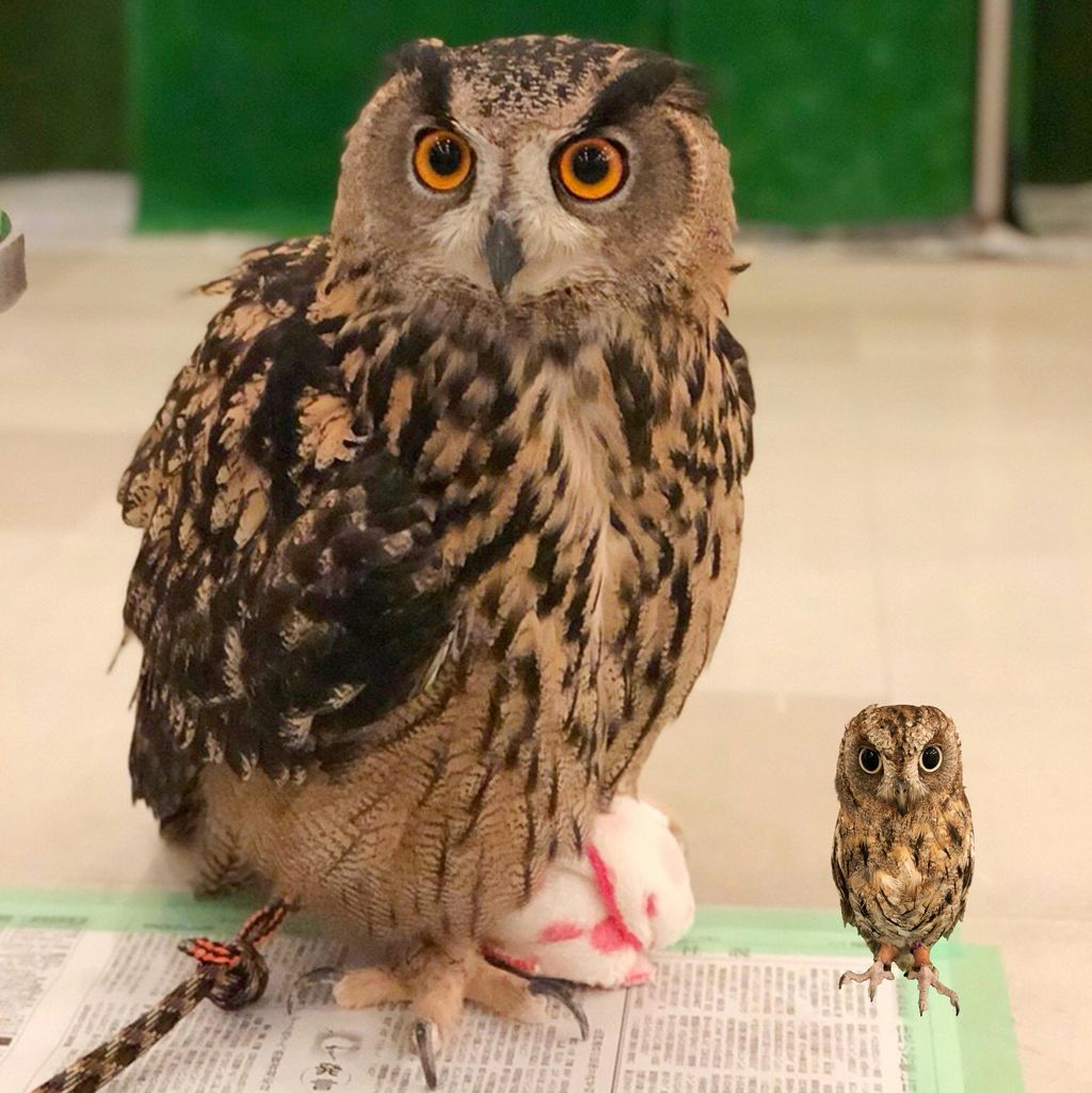 フクロウさんの 大きさ比べ フクロウのみせblog フクロウさんの 大きさ比べ フクロウのみせblog