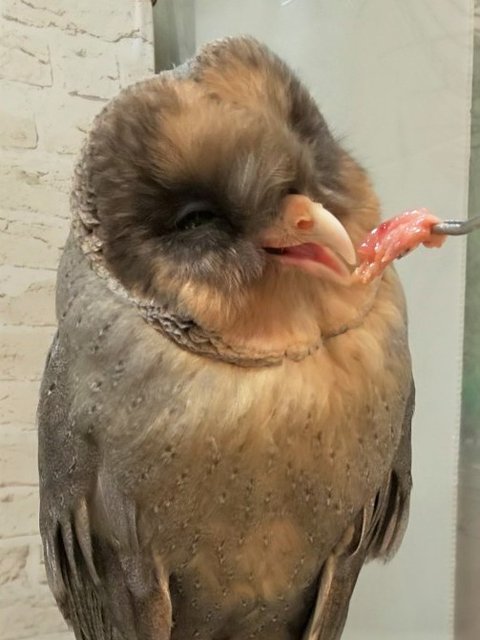 フクロウ は何を食べるの フクロウのみせblog フクロウ は何を食べるの フクロウのみせblog