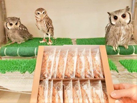 フクロウ は何を食べるの フクロウのみせblog フクロウ は何を食べるの フクロウのみせblog