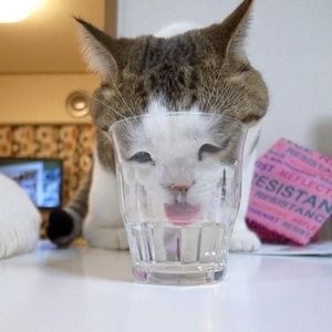 おもしろ猫ちゃん 札幌で不動産投資 おもしろ猫ちゃん 札幌で不動産投資