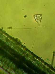 針金釣鐘 Dea Rimas デア リマス