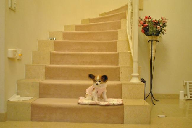 上坂すみれとか言う声優の家がヤバいんだが 声豚ニュース速報