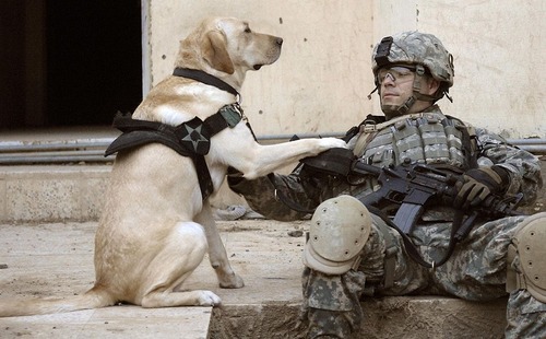 1024px-Iraq_dog