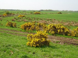 image005