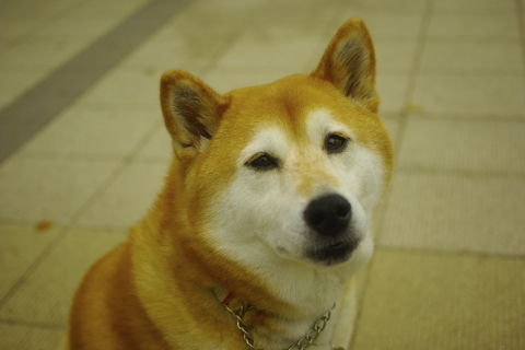 0001花梨