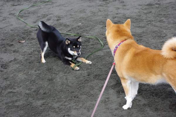 柴ワンコの集い ダメ飼い主に利口な犬は育てられる