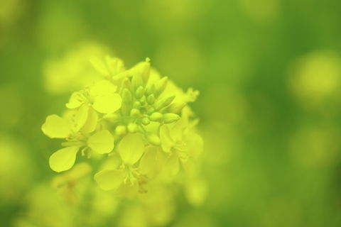 0001菜の花