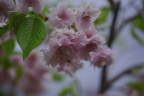 0008桜