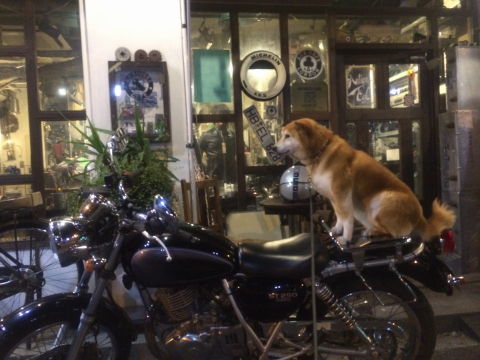 0007バイクとカリン