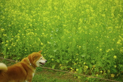 0006花梨