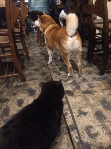 0004ぬことカリン