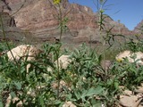 DSCF0241_1