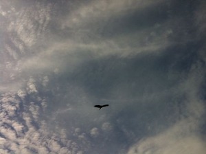 空飛ぶ鳥