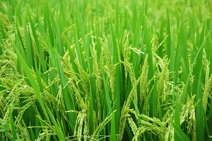 rice-1491868_640