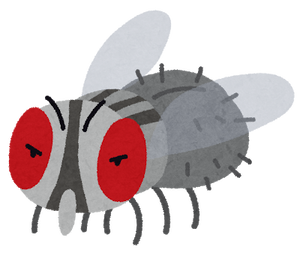 bug_hae