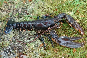 lobster-2399800_640