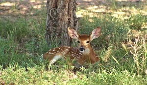 deer-2081638_640