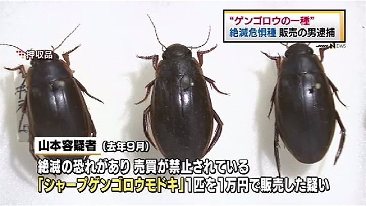 警視庁 希少な シャープゲンゴロウモドキ を販売 種の保存法違反容疑で５６歳男を逮捕 野次馬ちゃんねる