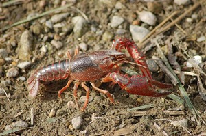 freshwater-crayfish-4494372_640