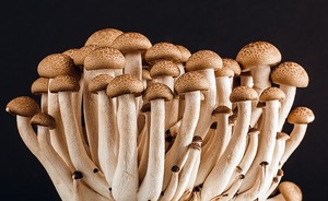mushroom-389421_640