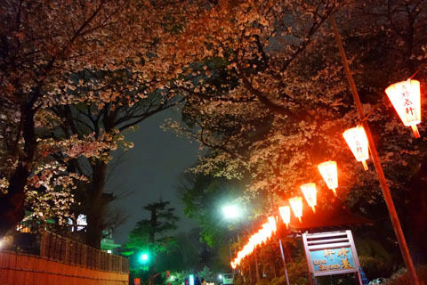 $尾山泰永の漫画生活-夜のお花見