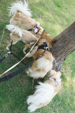 ワンず4兄弟