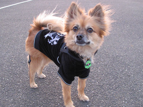 黒服わんた