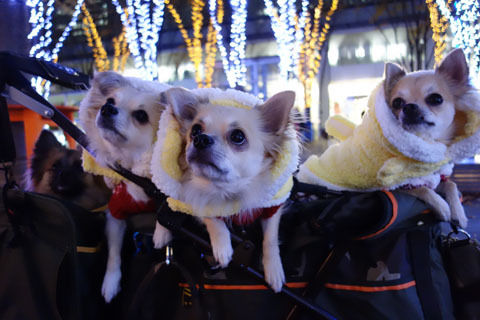 ワンず4兄弟
