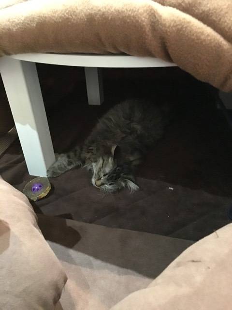 上田の猫カフェ 本物 出来ました 長野県上田市 女性のためのお顔そり専門店 ブライダル ぷしゅけ